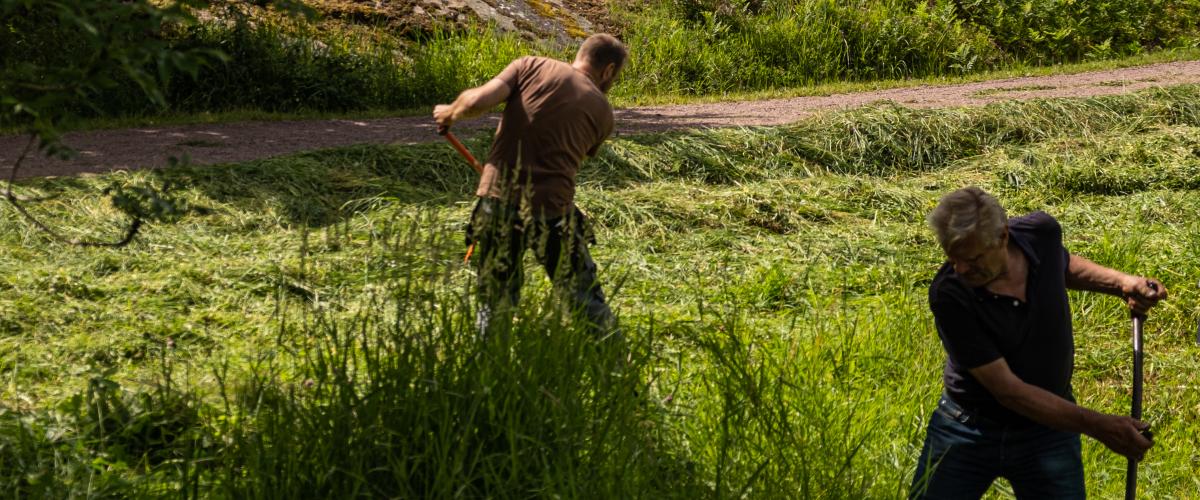 En äng på Jan-Karlsgården slås med lie