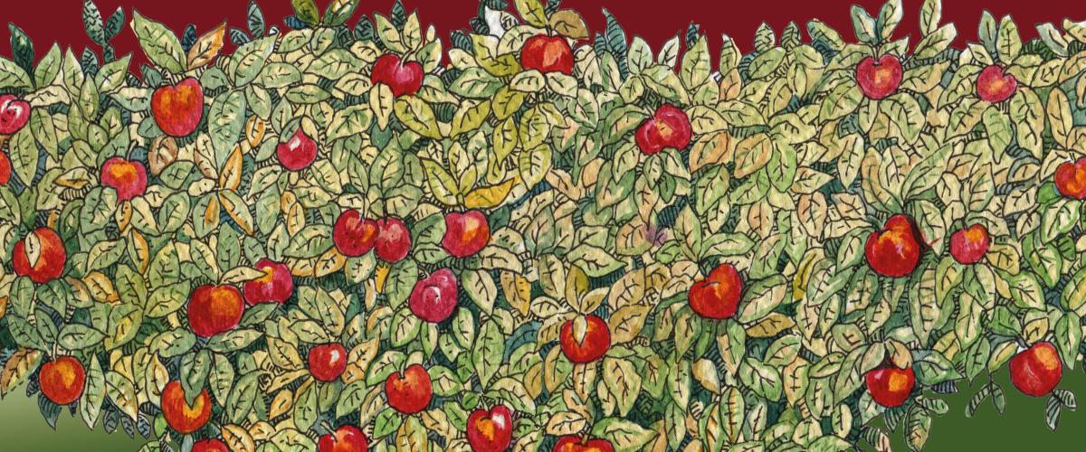 Illustration av äppelträd