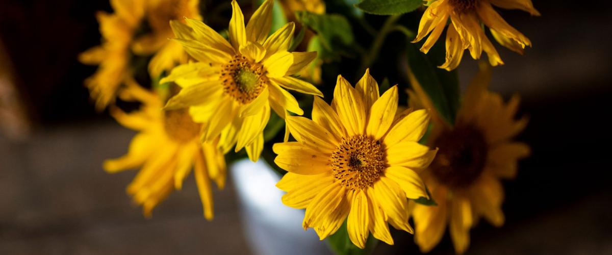 Färgfoto av gula blommor i vas. Foto: Skördefesten Åland