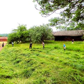 Ängslåtter på Jan Karlsgården i juli 2024 -gräset slås med lie i slänten nedanför fägården. 