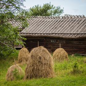 Hö uppsatt för torkning på snesar vid Jan- Karlsgården i Kastelholm