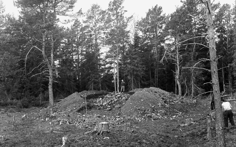 Syntolkning: Ett gammalt fotografi i svartvitt på en pågående arkeologisk utgrävning av en gravhög från vikingatiden. I mitten av bilden finns den påbörjade utgrävda gravhögen. Framför gravhögen har träd fällts och trädstubbar är synliga. Bakom gravhögen finns en tätare skog av tallar och granar i olika storlekar. På vardera sidan om graven, i kanten till högen, finns några tallar.  Högen är rund till formen och arkeologerna har grävt bort sand och jord som lagts runt om så att det bildar en jordvall. Jordvallen har en cirka 2 meters öppning som är vänd mot kameran.  I jordvallens mitt finns själva gravröset som är uppbyggd av många stenar i olika storlekar. Stenröset är cirka 2 meter hög och 4 meter i diameter. På högen står en person som inte inte syns tydligt, men hen har en mörk tröja och ljusare byxor. Bredvid personen är en mätpinne placerad vertikalt som har likadana långa fält målade i en vit kontra en mörk färg. I vänstra hörnet av bilden står en person delvis bakom en tall med ryggen vänd mot kameran. Det går inte att se vad personen sysslar med.