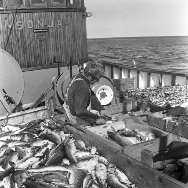 Trålaren Sonja på torskfiske