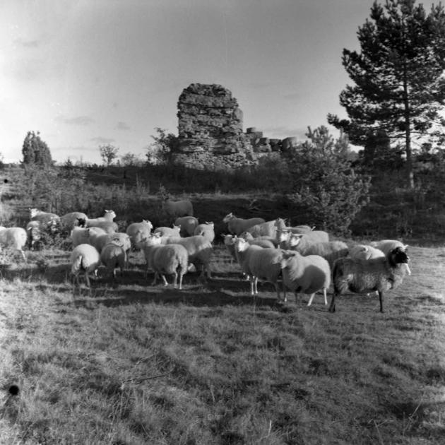 Får på bete i Bomarsund