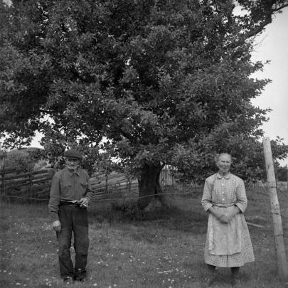 Ålands största äppelträd Ålands största äppelträd