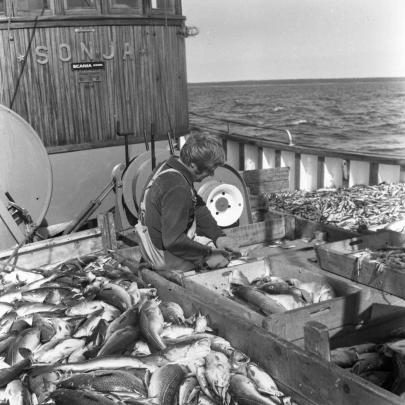 Trålaren Sonja på torskfiske