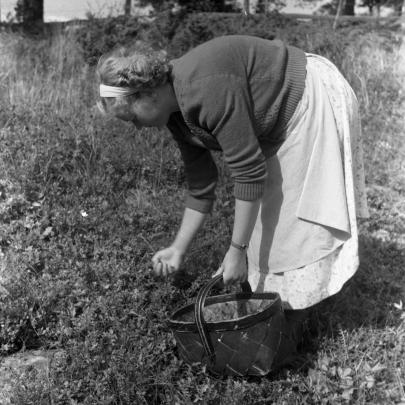 En kvinna böjer sig fram och plockar bär som hon lägger i en korg.