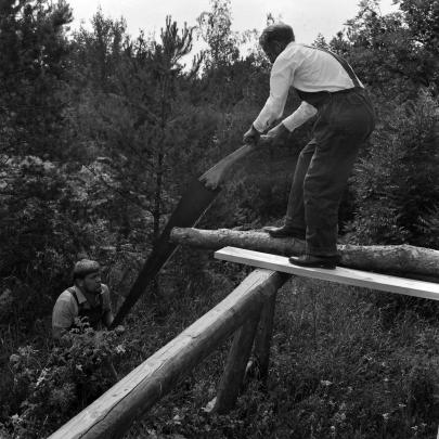 Kransågning på Jan Karlsgården