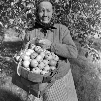 Äppelplockning på Åland