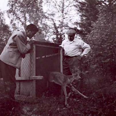 Inplantering av rådjur på Åland