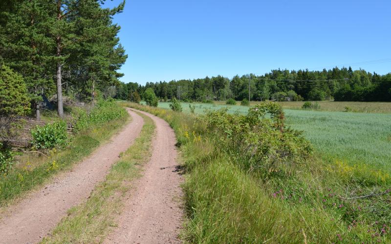 En smal grusväg slingrar sig fram mellan åker och skog